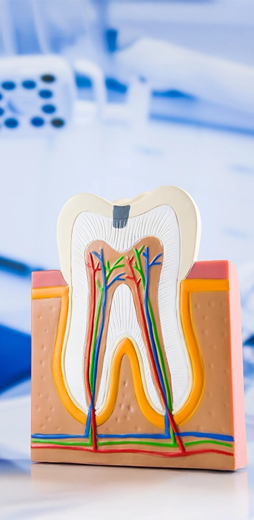 Cutaway Model Of A Tooth, Showing The Interior Nerves And Veins